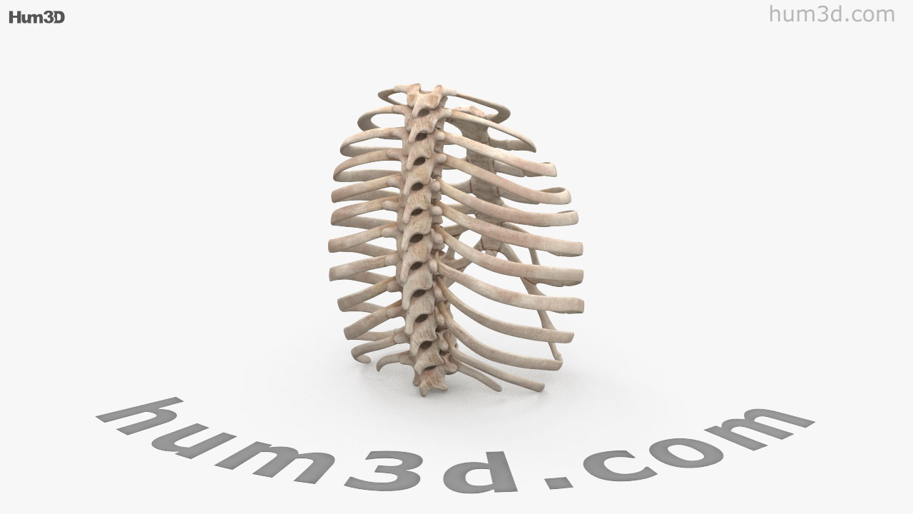 360 view of Rib Cage 3D model - 3DModels store
