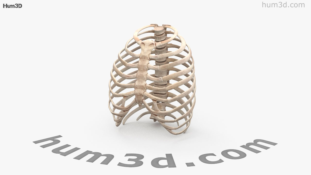 360 view of Rib Cage 3D model - 3DModels store