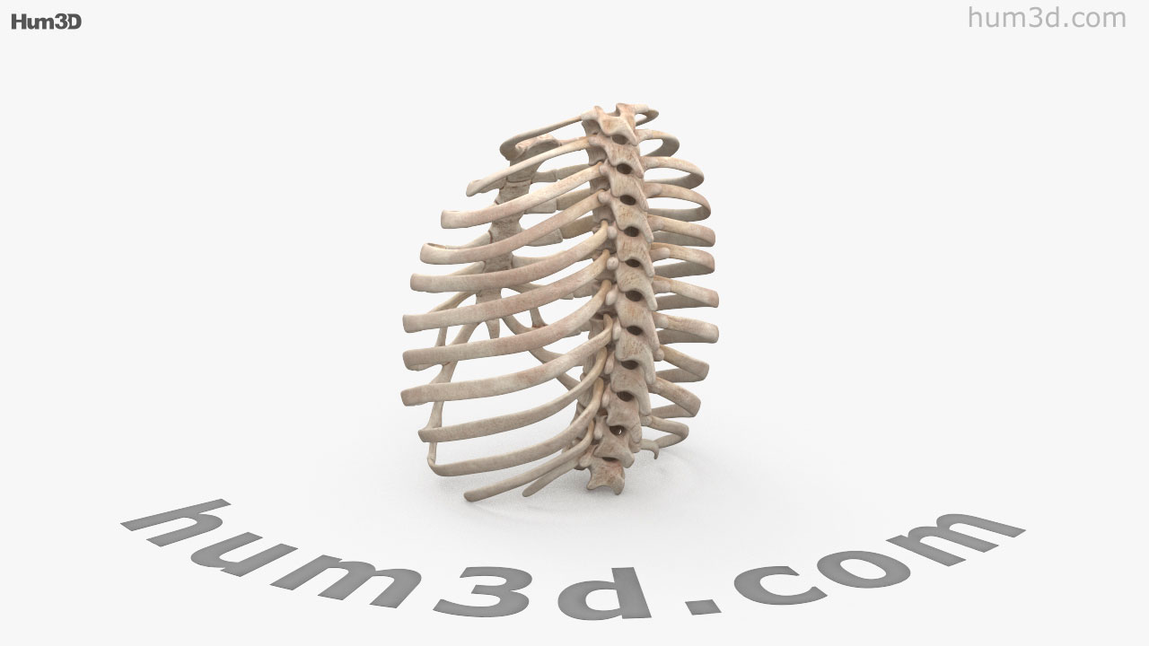 360 view of Rib Cage 3D model - 3DModels store
