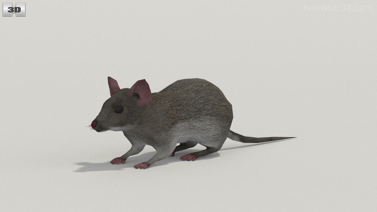 360 view of Mouse Gray Low Poly 3D model - 3DModels store