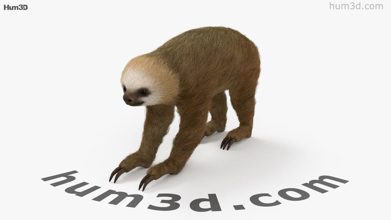 360 view of Two-Toed Sloth 3D model - 3DModels store