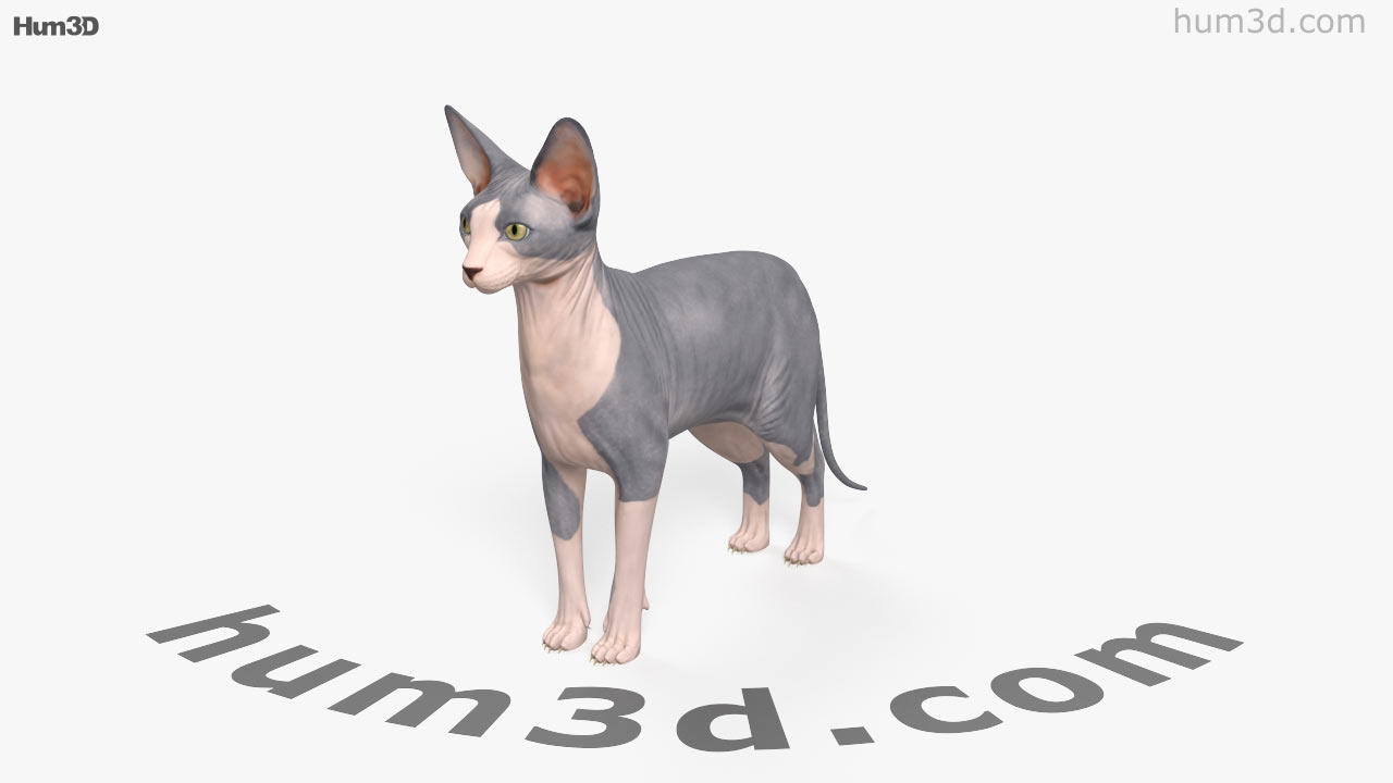 360 view of Sphynx Cat 3D model - 3DModels store