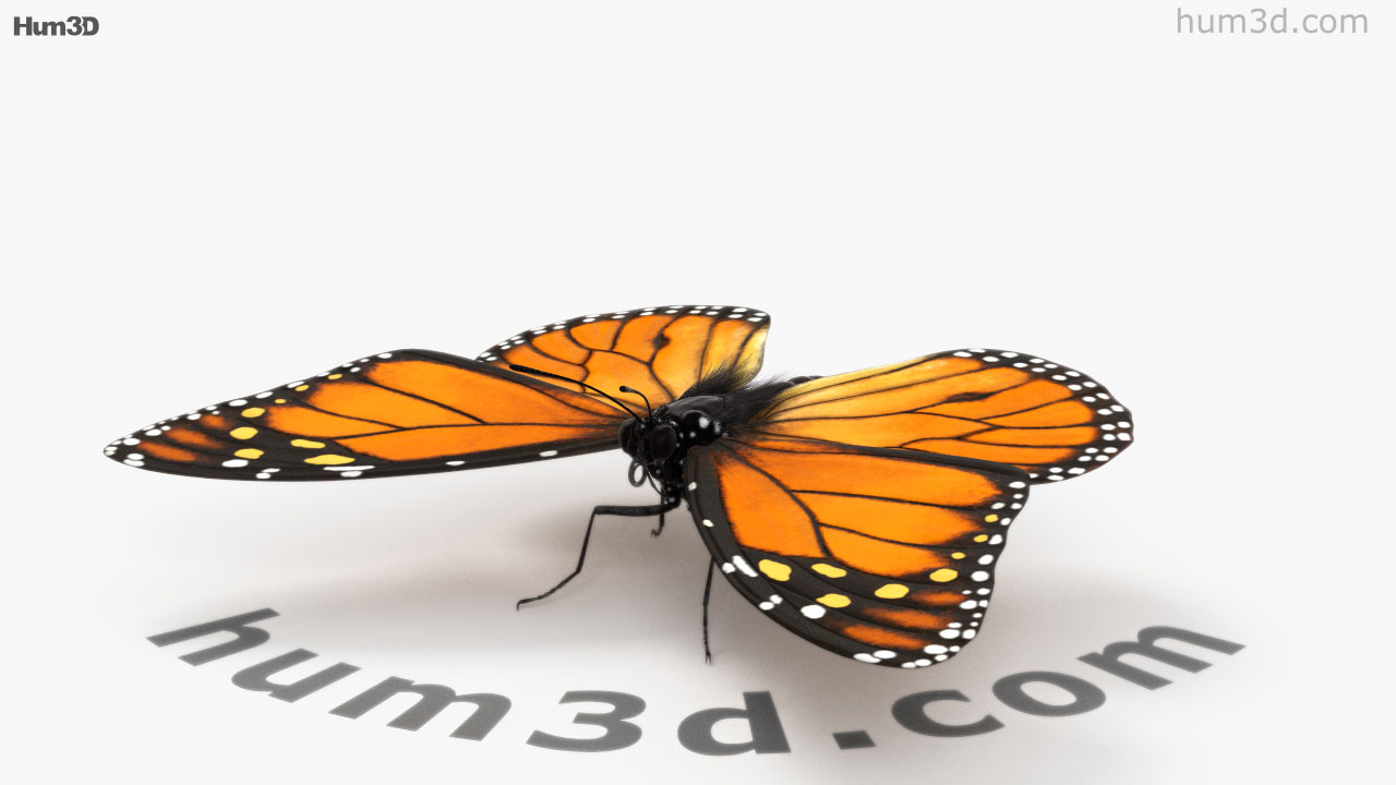 360 view of Monarch Butterfly 3D model - 3DModels store