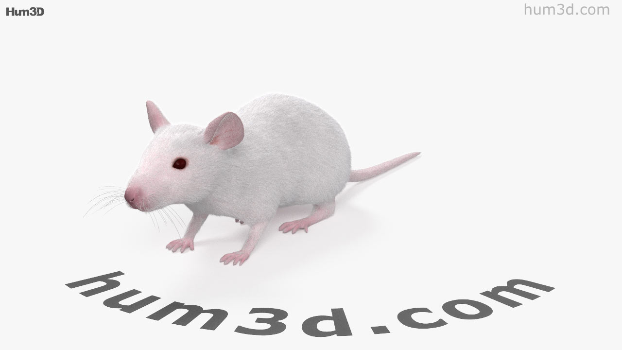 360 view of Mouse White 3D model - 3DModels store