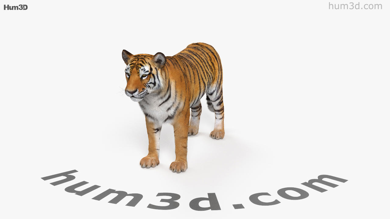 Tiger | 3D model