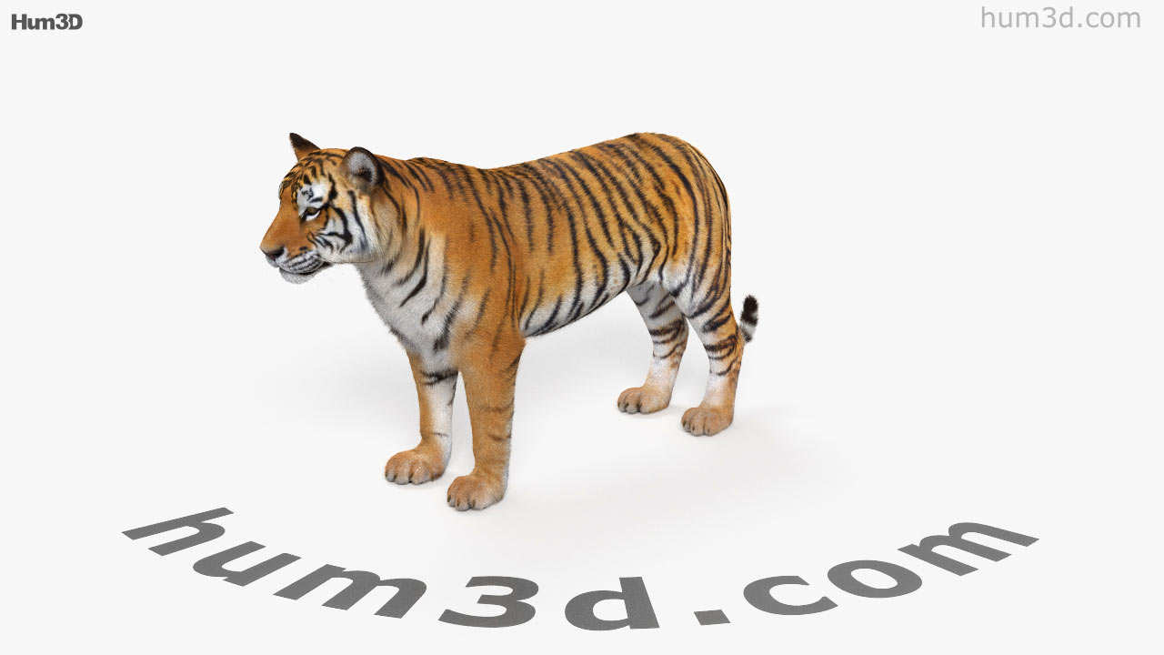 3D Tiger Images – Browse 17,860 Stock Photos, Vectors, and Video