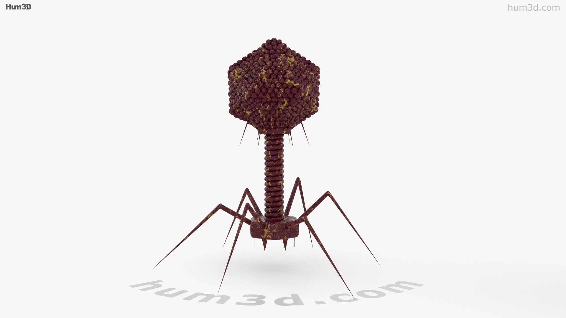 bacteriophage virus 3d